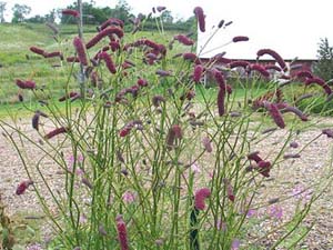 tenuifolia(gallon)